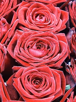 DAD Red Rose Funeral Letters