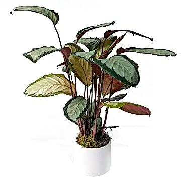 Calathea Gem