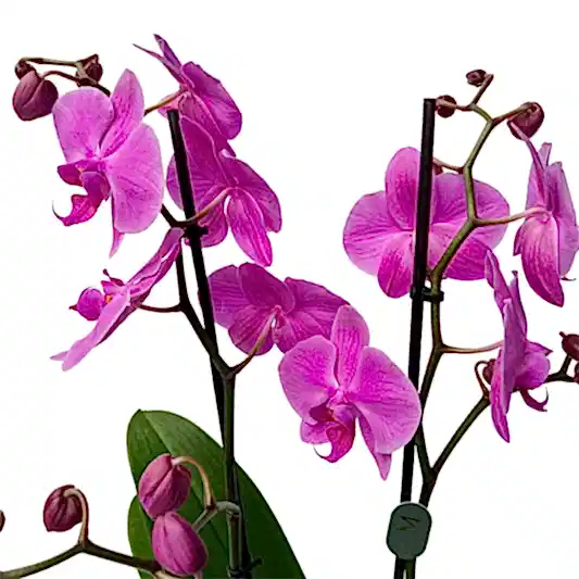 Pink Orchid Plant