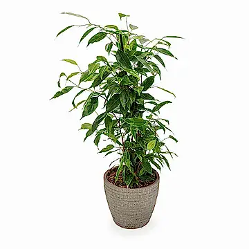 Weeping Fig