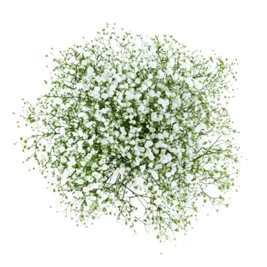 Delight your senses with this vivacious but delicate arrangement delivered in a free glass vase. Luxury Baby’s Breath flowers in a bunch.