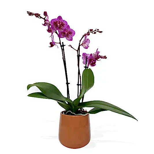 Medium Phalaenopsis Orchid