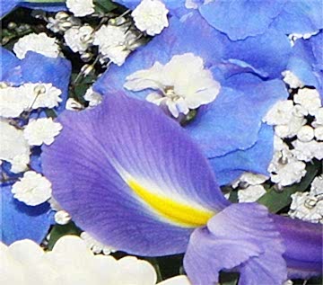 Classic White and Blue Posy