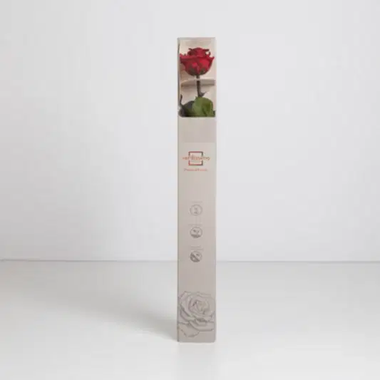Dark Red Infinity Rose Long Stem