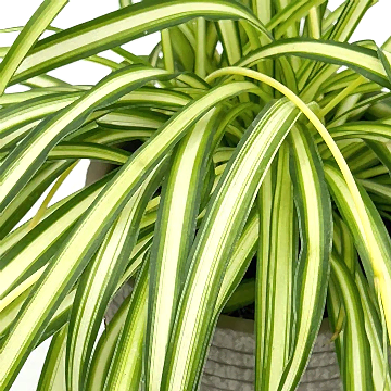 Spider Plant