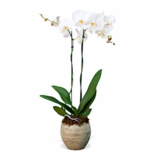 Double Stemmed White Orchid