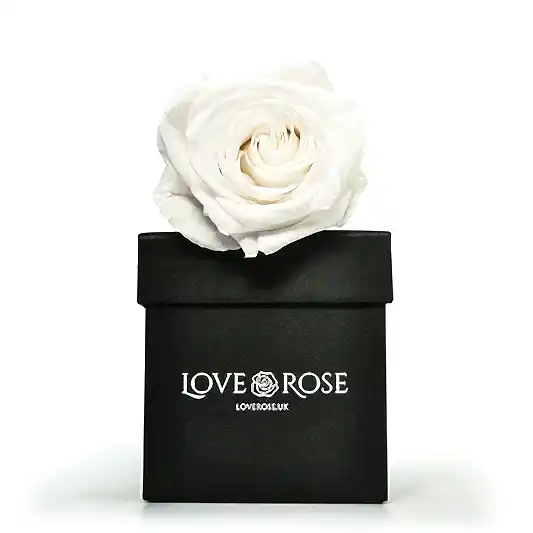 Single White Rose in a Box