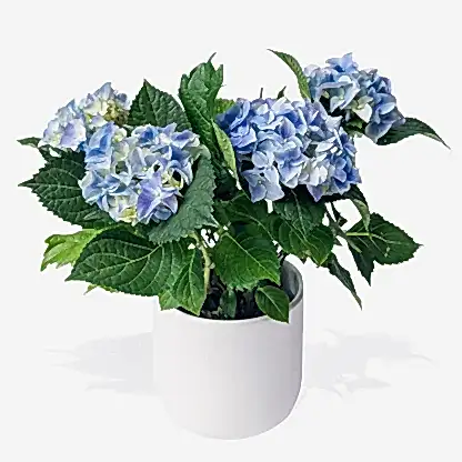 Blue Hydrangea