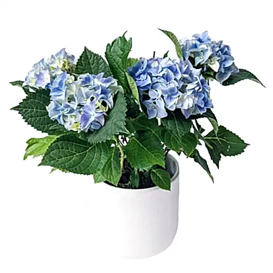 Blue Hydrangea