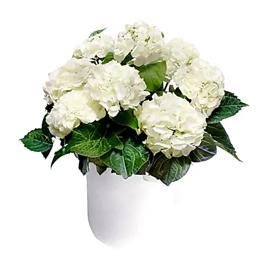 White Hydrangea in Ceramic Pot