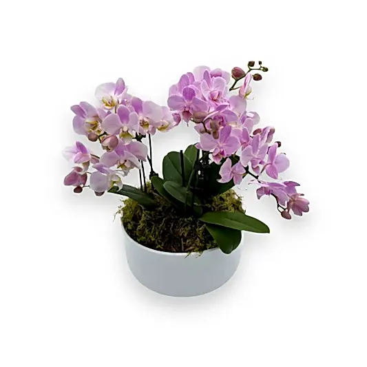 Orchids In A Bowl