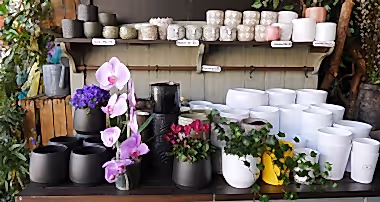 Orchid