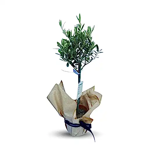 Olive Tree