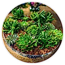 Plants collection