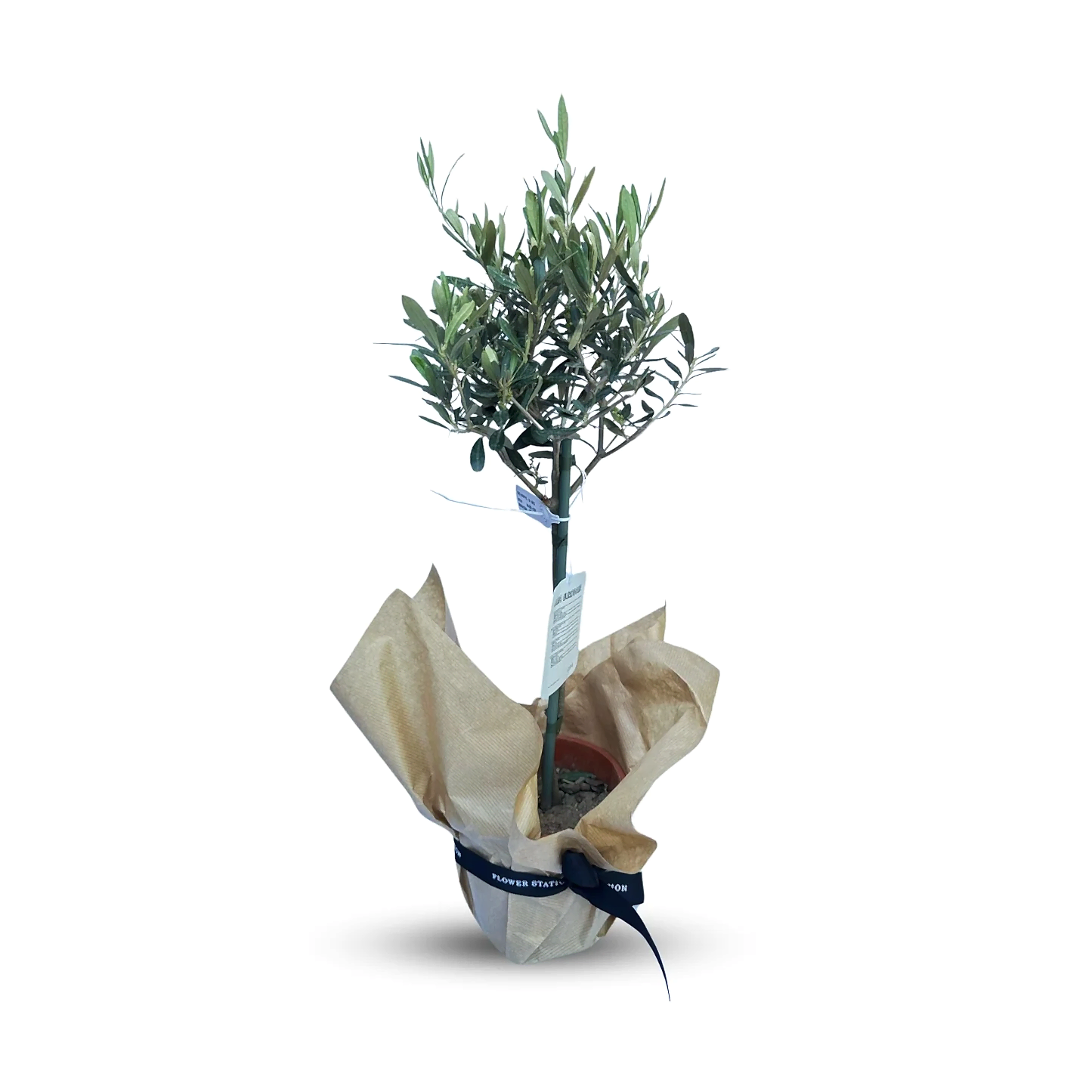 Olive Tree