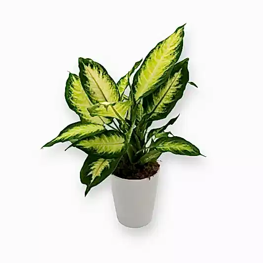 Potted Diffenbachia Plant