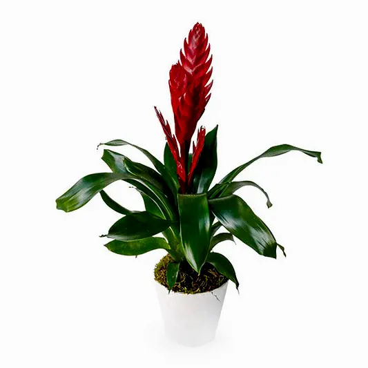 Potted Bromelia