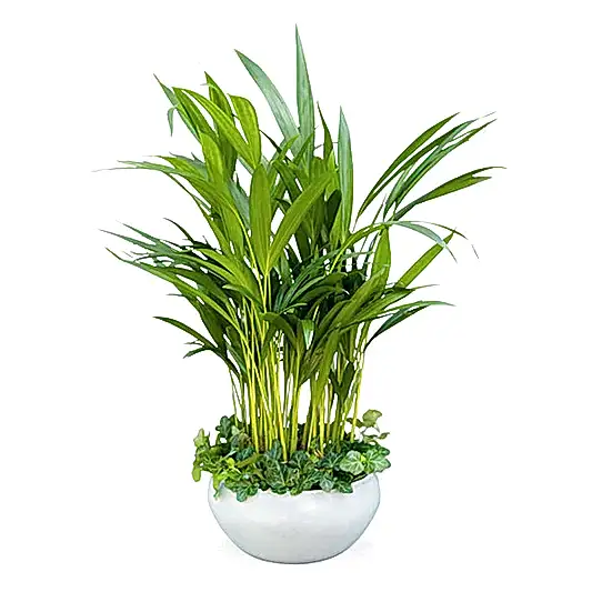 Kentia And Ivy Bowl