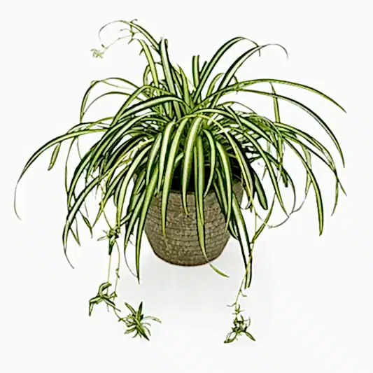 Spider Plant