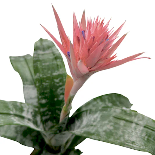 Potted Aechmea Fasciata